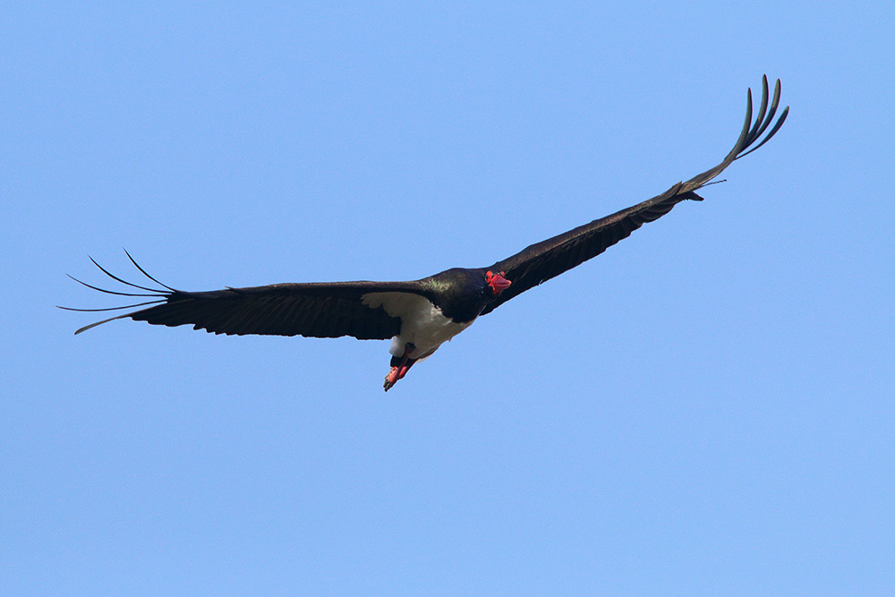 Cicogna nera